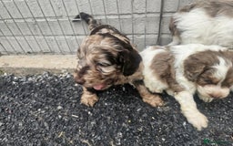 Cockapoo dogs for sale: Cockapoo puppies 🐶  - Image 6