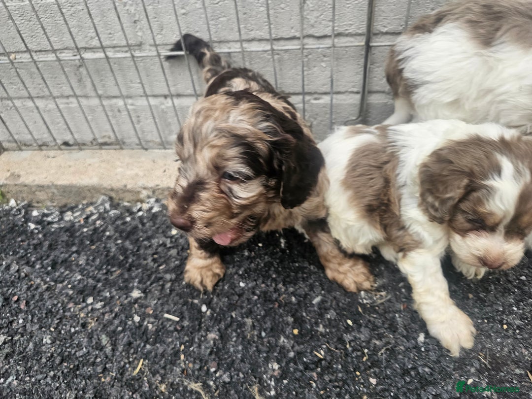 Cockapoo dogs for sale: Cockapoo puppies 🐶  - Image 6