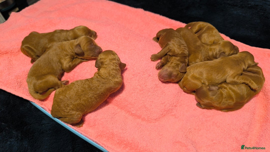 Cockapoo dogs for sale: Red Fox Cockapoo Puppies For Sale In Glasgow - Image 3