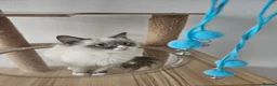 Ragdoll cats for sale: 2 Tica Ragdoll (Cherubim)Boys HCM and PKD Certyfic - Advert 1