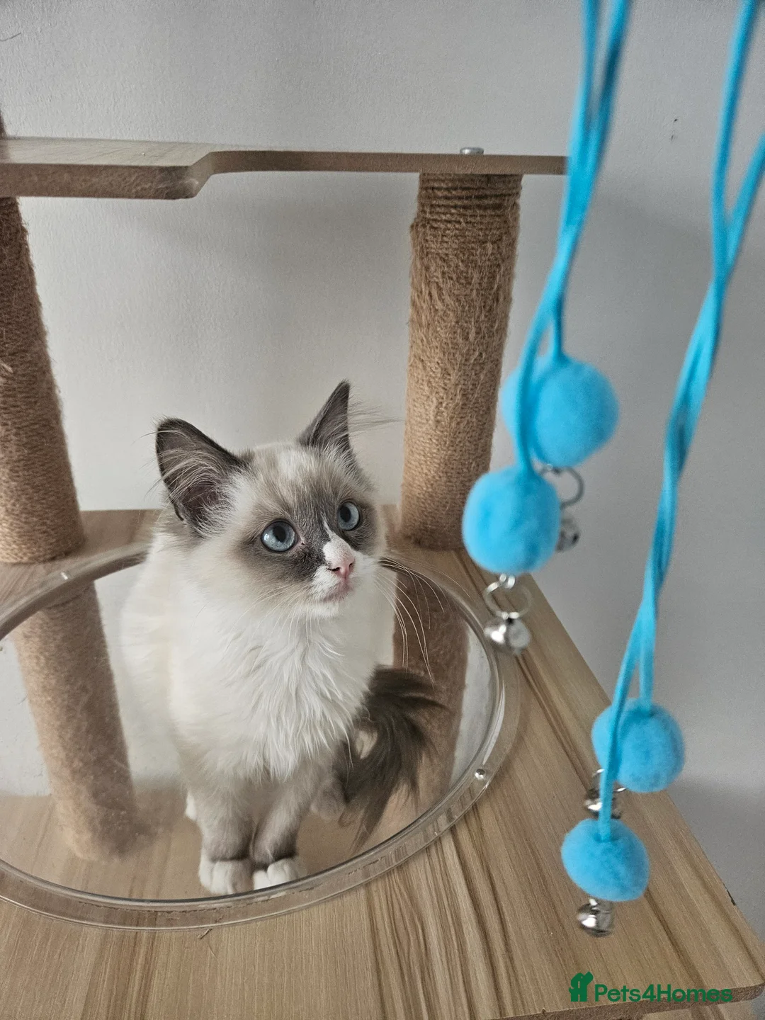 Ragdoll cats for sale: 2 Tica Ragdoll (Cherubim)Boys HCM and PKD Certyfic - Advert 1