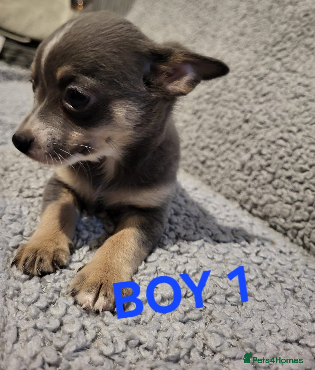Chihuahua dogs for sale: Chihuahua puppies  - Advert 4