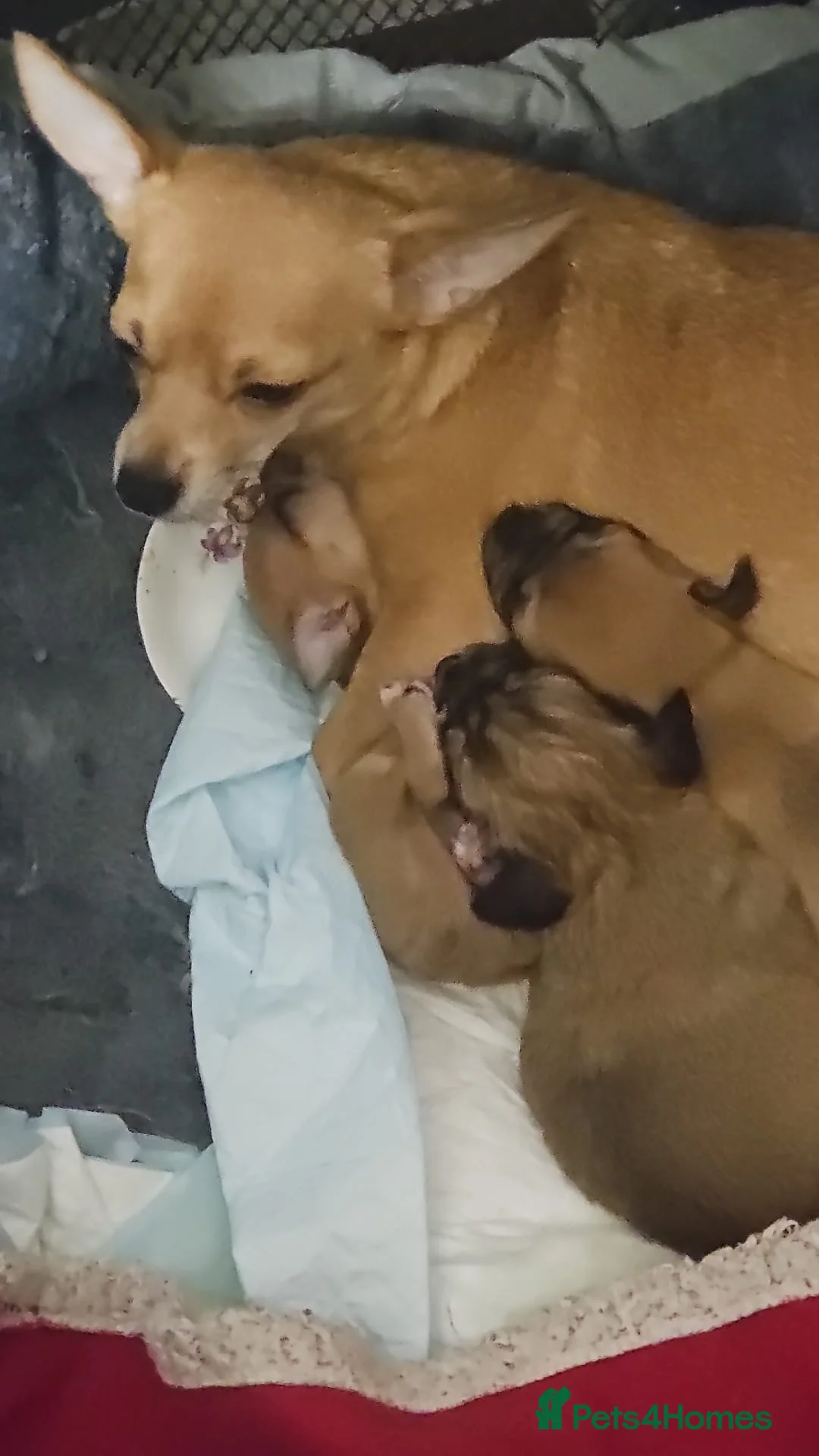 Chihuahua dogs for sale: Beautiful litter of chihuahua puppies - Advert 2
