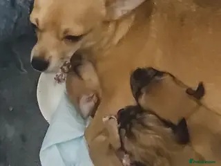 Chihuahua dogs Beautiful litter of chihuahua puppies - Advert 11