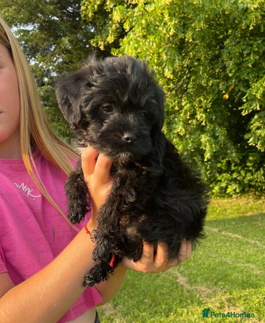 Mixed Breed dogs - Advert 6