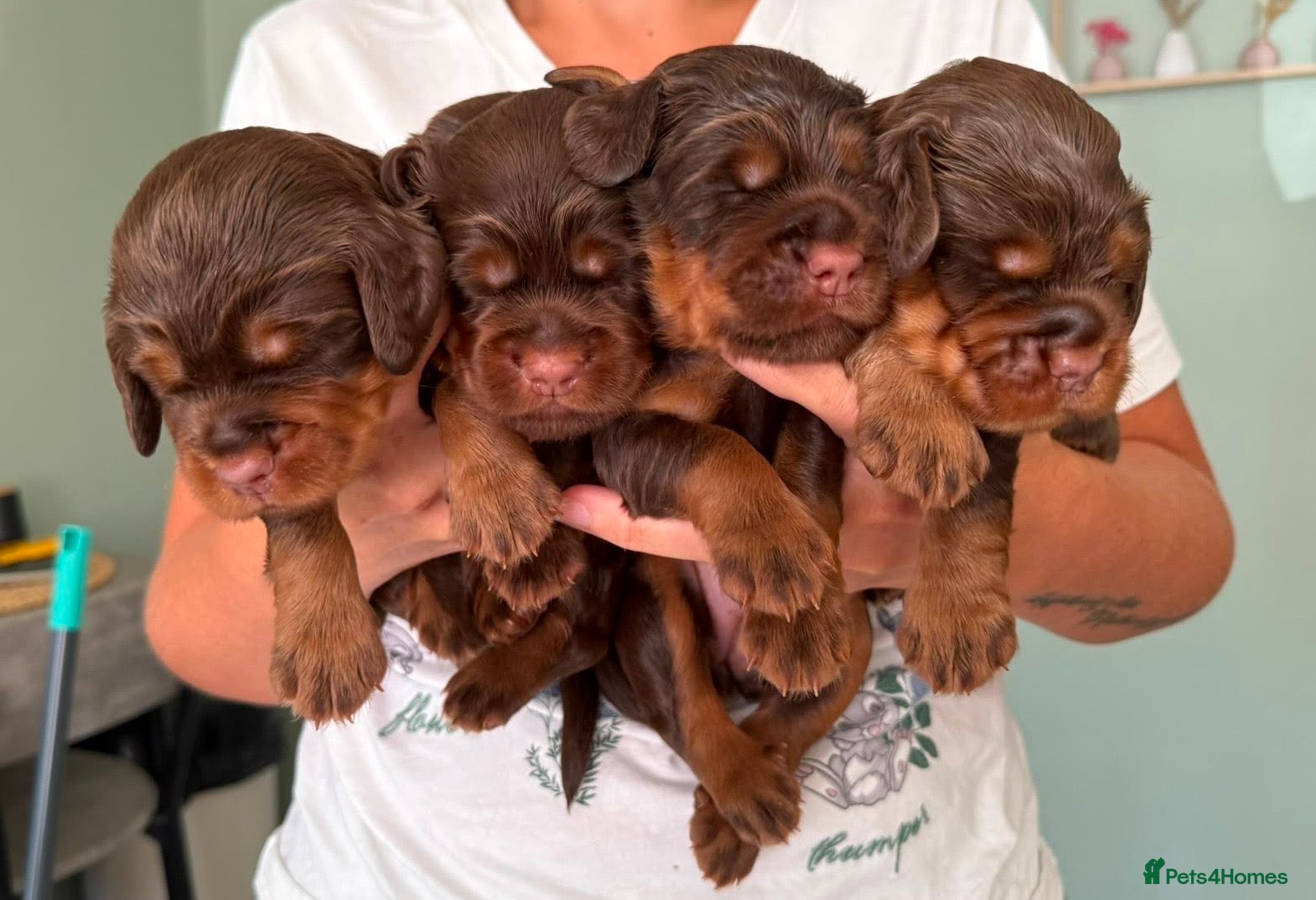 Sprocker dogs Beautiful Sprocker puppies  - Advert 9