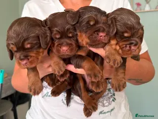 Sprocker dogs Beautiful Sprocker puppies - Advert 1