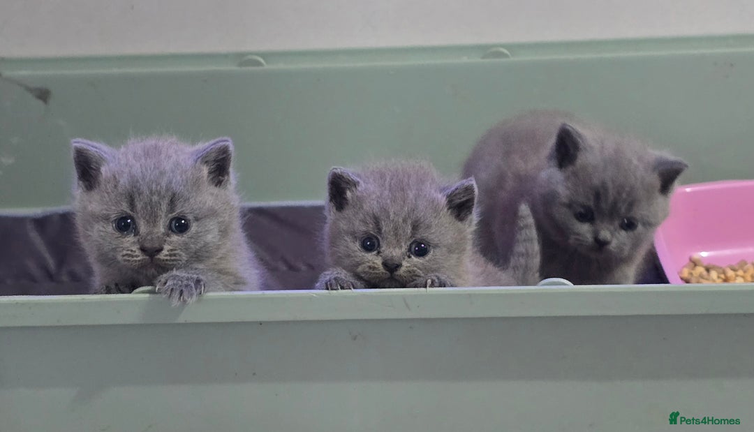 British Shorthair cats for sale: British short hair kittens  - Image 2