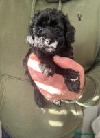 Toy Poodle dogs Beautiful KC registered Toy Poodles - Advert 16