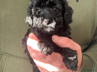 Toy Poodle dogs Ready to leave now - KC registered Toy Poodles - Advert 4