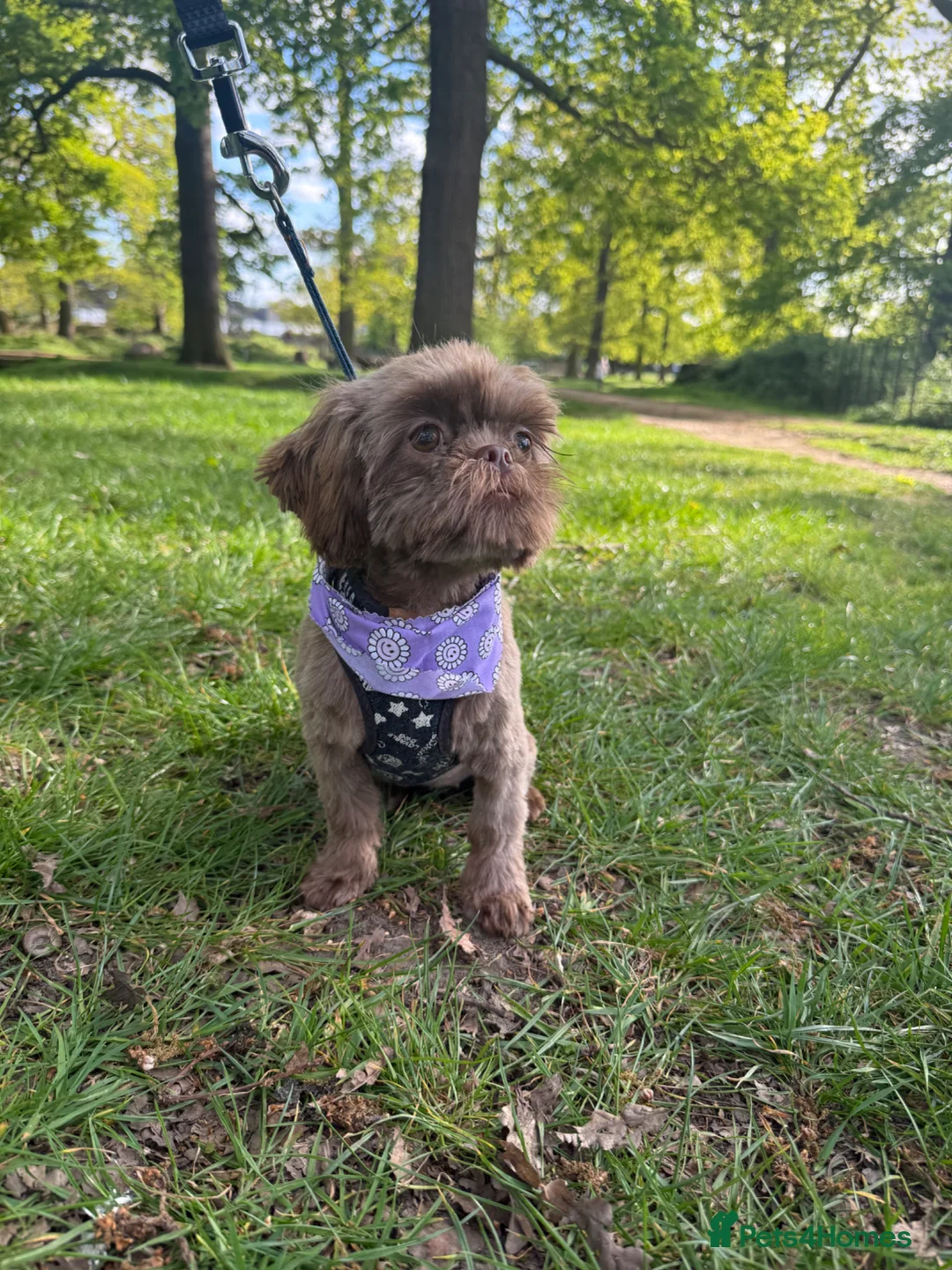 Shih Tzu dogs for sale: 🌸 Imperial Shih Tzu Girl, Full Brown Suit Coat 🌸 - Advert 10