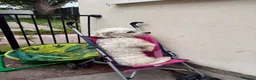 Bichon Frise dogs for sale: Bichon Frise  in Wolverhampton - Advert 5