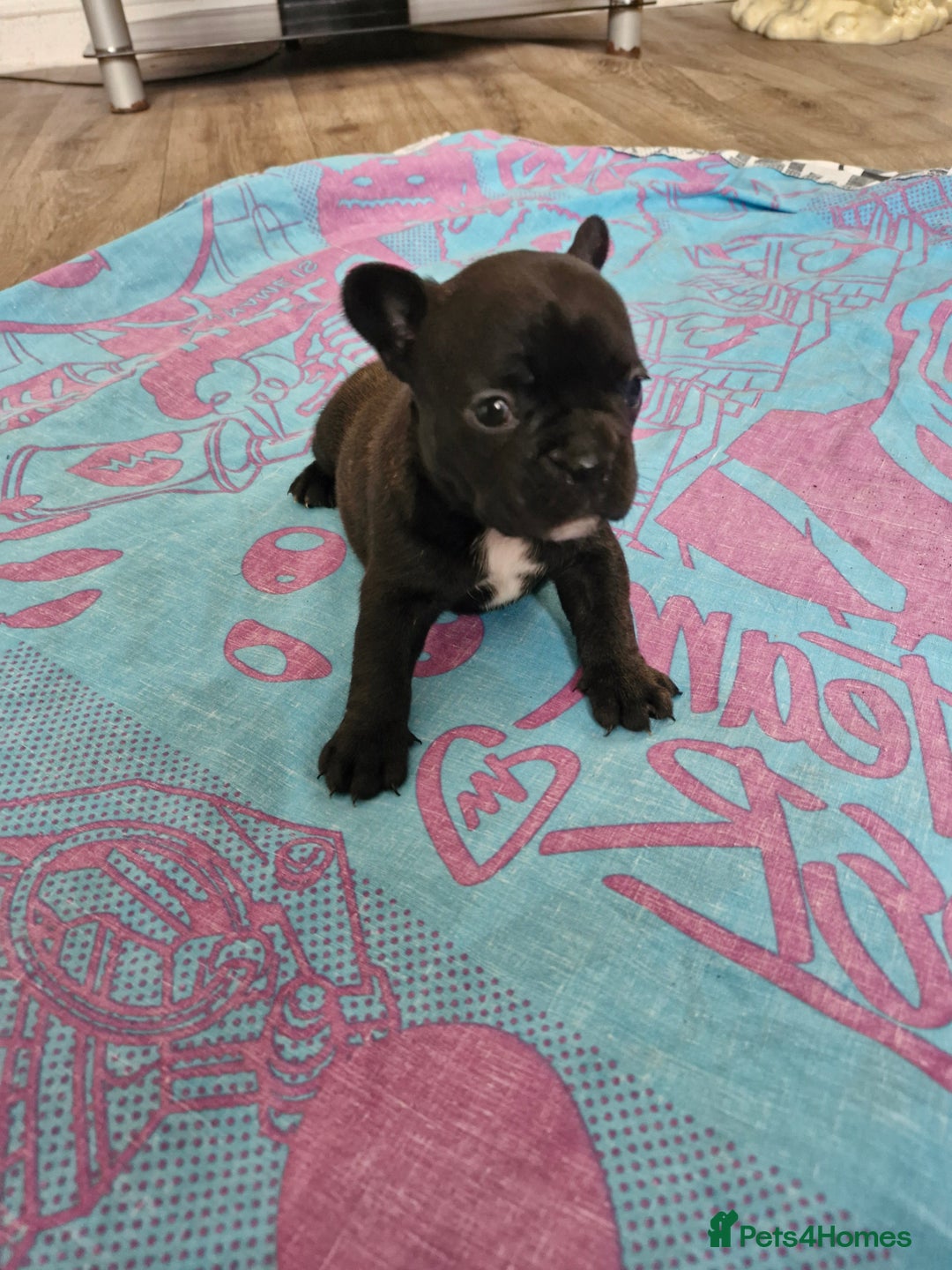 French Bulldog dogs for sale: French puppy's  - Image 1