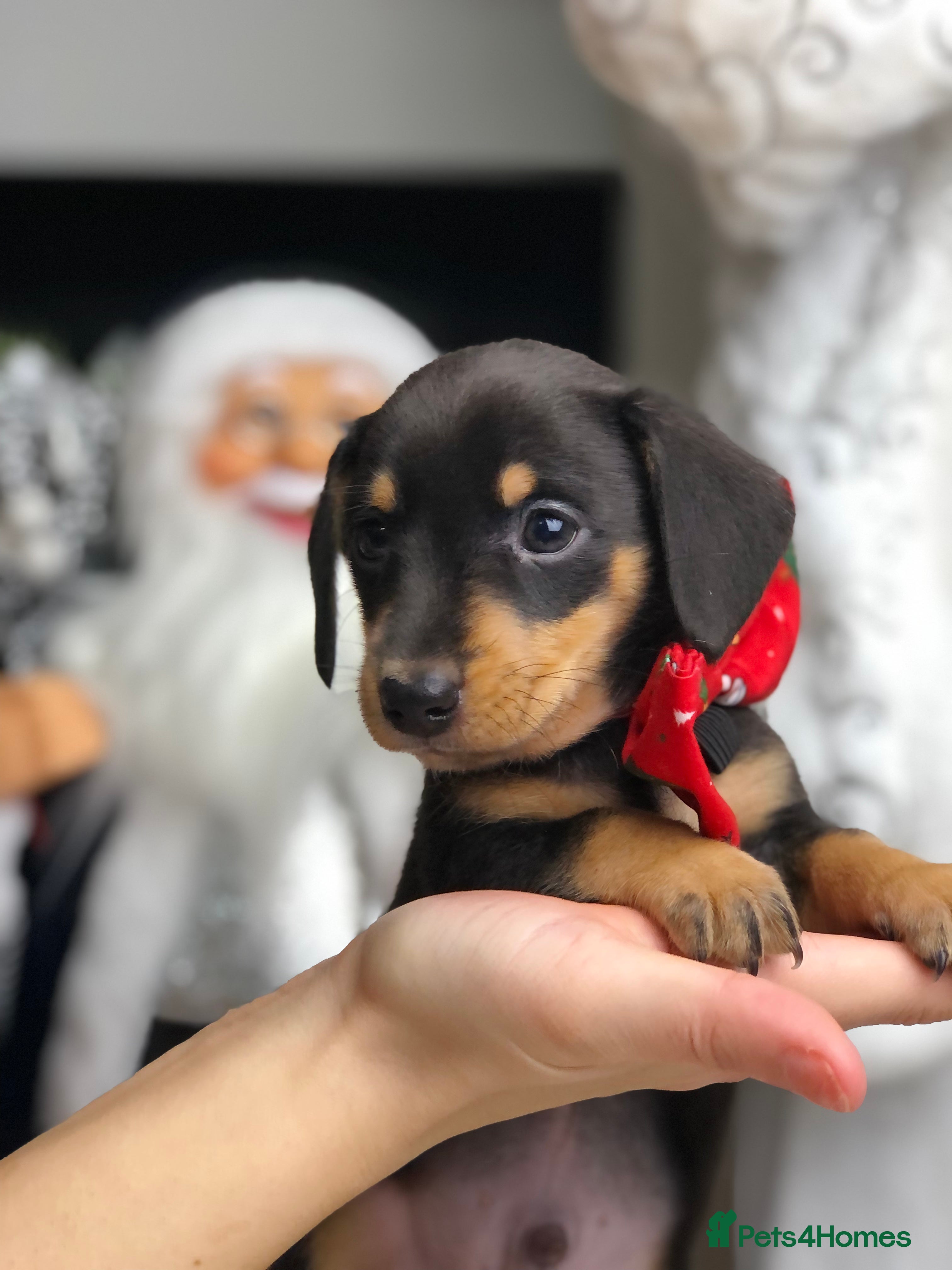 Miniature Dachshund dogs Only one boy left🐶 smooth haired🐾 - Advert 2