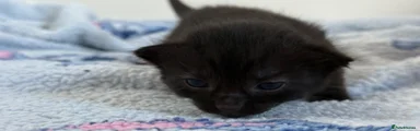 Mixed Breed 5