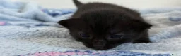 Mixed Breed cats for sale: 7 Long Haired Black Kittens - Advert 14