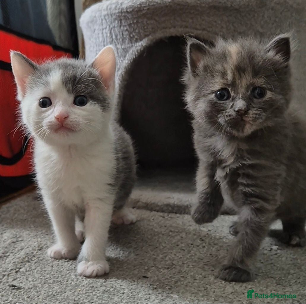 Mixed Breed cats 3 beautiful babies left from a litter of 6 - Advert 2
