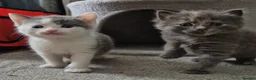 Mixed Breed cats for sale: 3 beautiful babies left from a litter of 6 - Advert 1