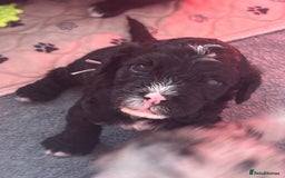 Cockapoo dogs for sale: Beautiful cockapoo puppies delivery possible - Image 4