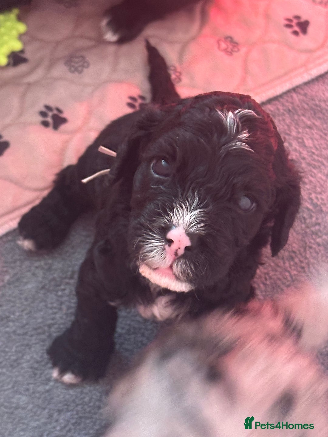 Cockapoo dogs for sale: Beautiful cockapoo puppies delivery possible - Image 4