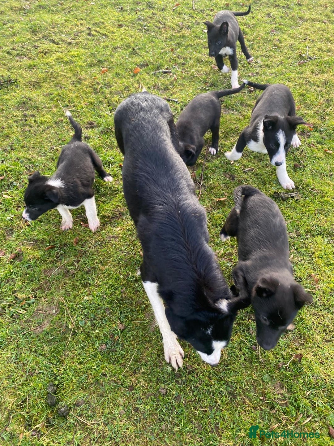 Mixed Breed dogs for sale: Beautiful Kelpie X Border Collie Puppies For Sale - Advert 7
