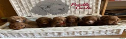 Cavapoo dogs for sale: F1 Cavapoos due soon mid May 2026 - Advert 2