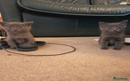 Mixed Breed cats for sale: 3 boys and 1 girl - Image 4