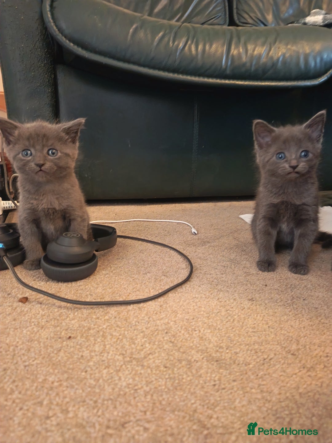 Mixed Breed cats for sale: 3 boys and 1 girl - Image 4