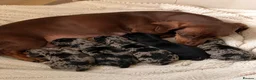 Miniature Dachshund dogs for sale: Miniature Dachshund Puppies, KC reg in Salford - Advert 4