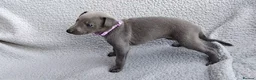 Whippet dogs for sale: KC Registered True to type whippets - Advert 16