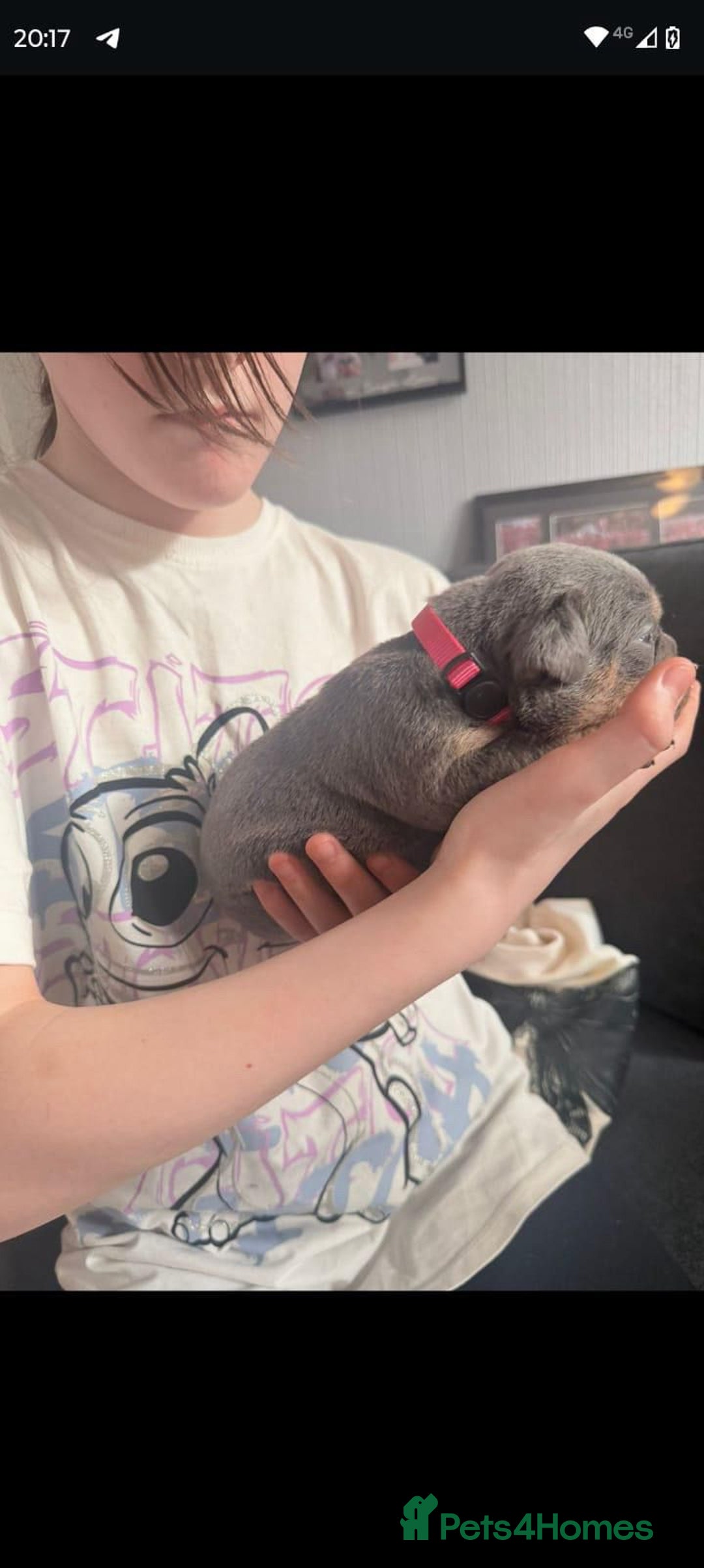 Olde English Bulldogge dogs for sale: GENETICALLY CLEAR CHAMPION 🏆 LEGENDARY BLOODLINE  - Advert 6