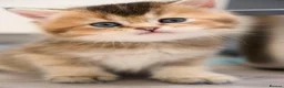 Scottish Fold cats for sale: Golden Scottish Fold & Straight – TICA Registered - Advert 12