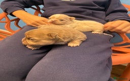 Chihuahua dogs for sale: Chihuahua puppies  - Image 13