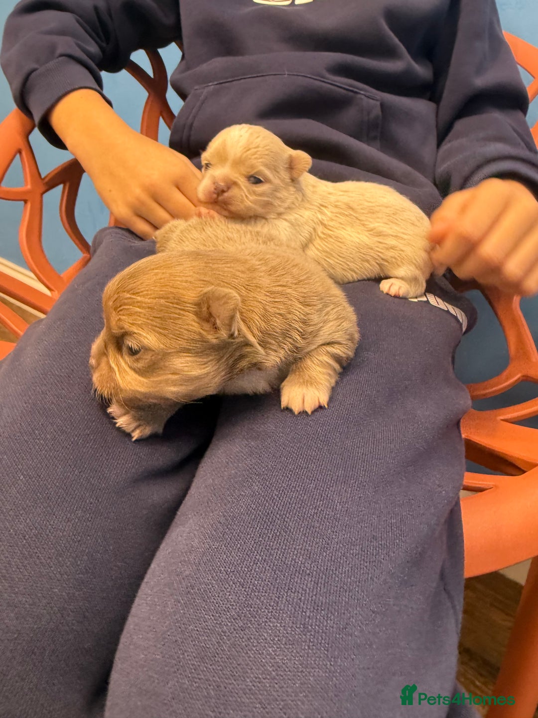 Chihuahua dogs for sale: Chihuahua puppies  - Image 13