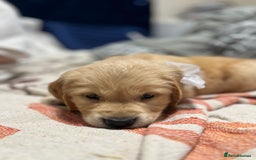 Golden Retriever dogs for sale: 6 Beautiful Golden Retrievers 1 boy Available  - Image 29