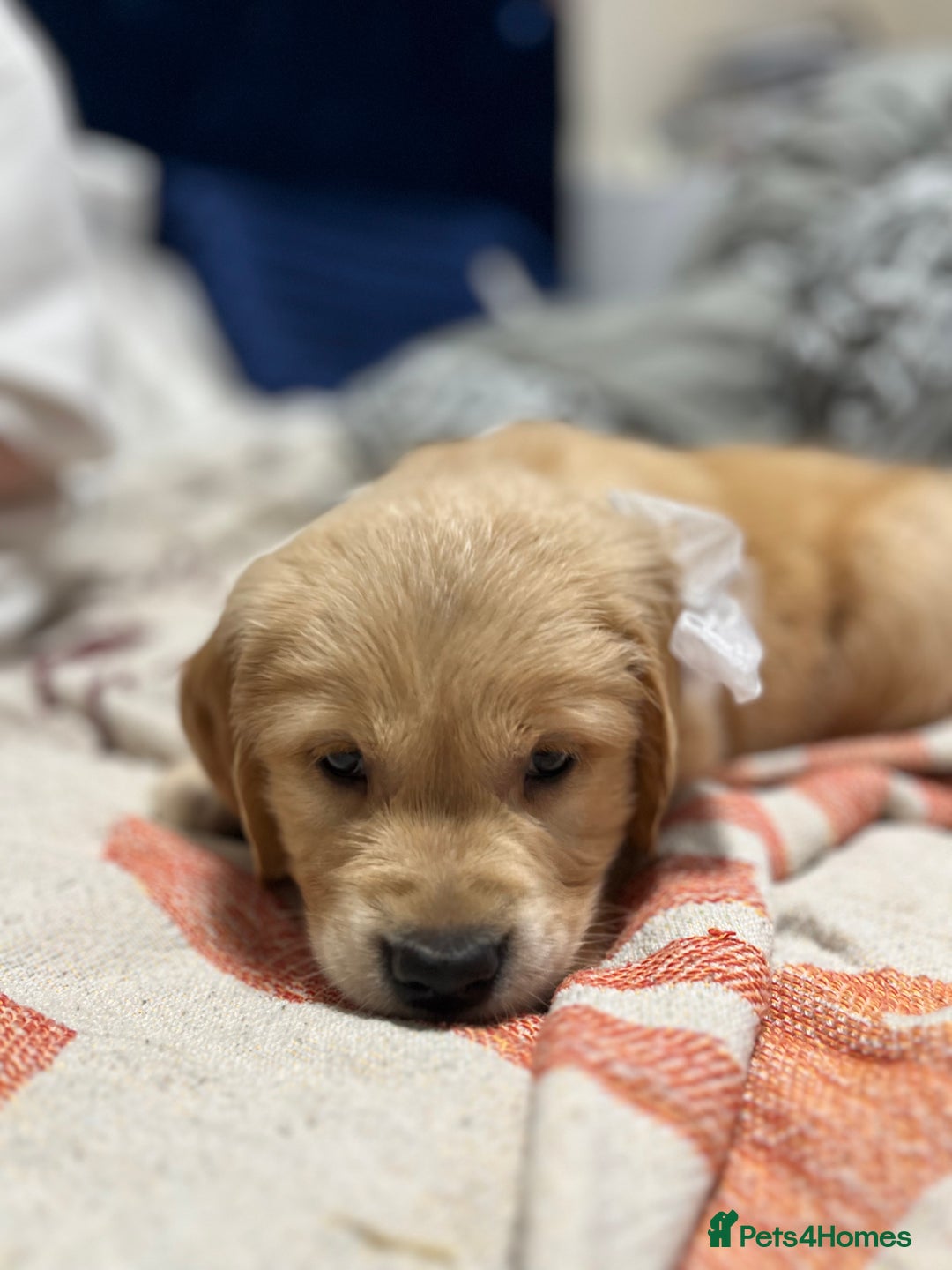 Golden Retriever dogs for sale: 6 Beautiful Golden Retrievers 1 boy Available  - Image 29