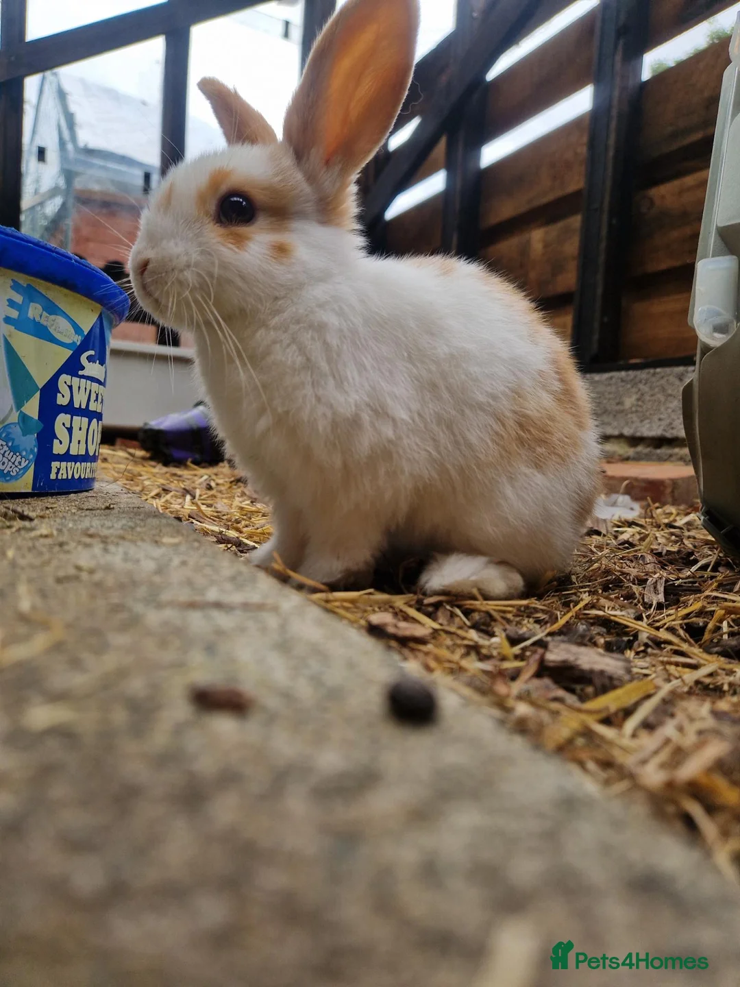 Mixed Breed rabbits for sale: Baby bunnies  in Hartlepool - Advert 7