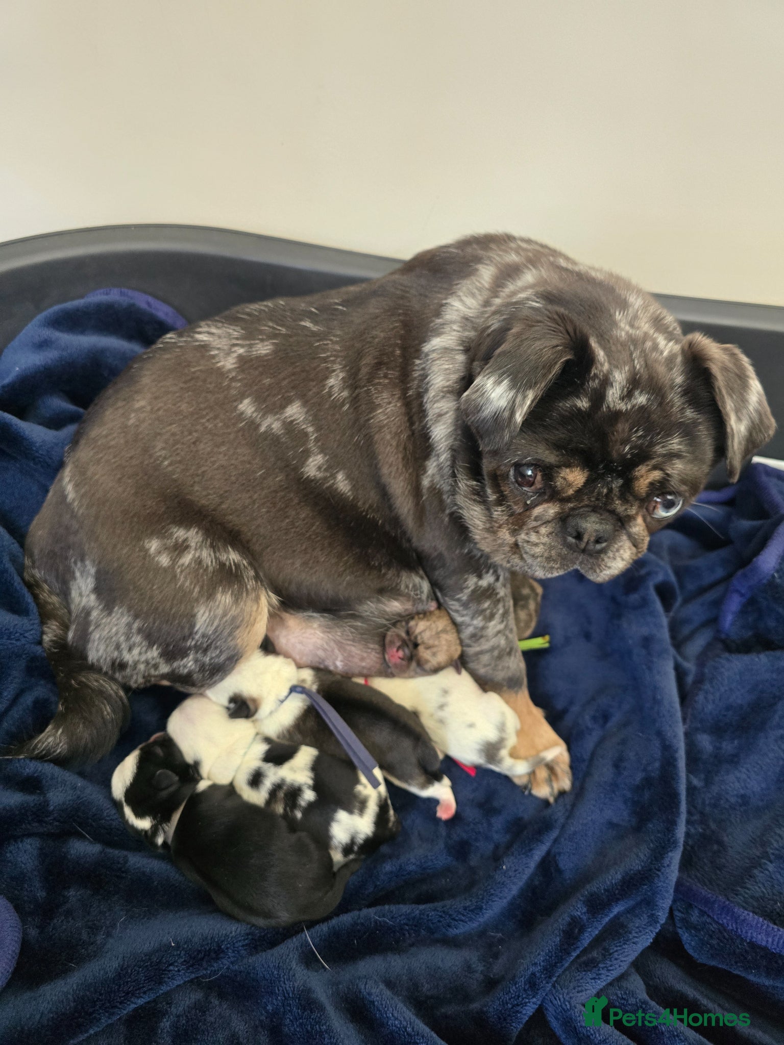 Pug dogs for sale: 5 Georgous Pug puppies  - Advert 1