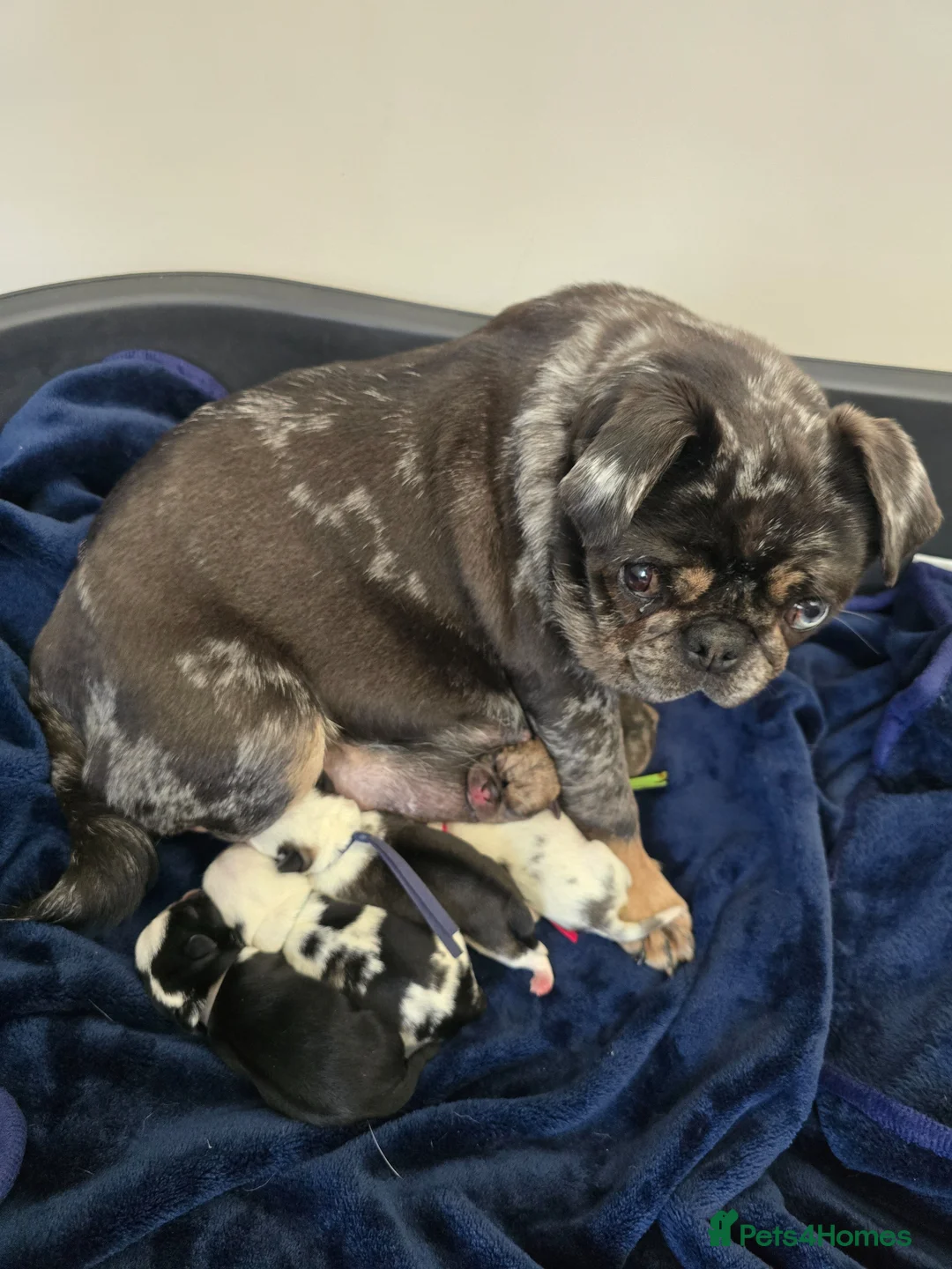 Pug dogs for sale: 5 Georgous Pug puppies  - Advert 1