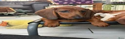 Dachshund dogs for sale: Beautiful standard Girl  - Advert 4