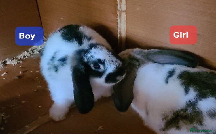 Mixed Breed rabbits - Advert 3