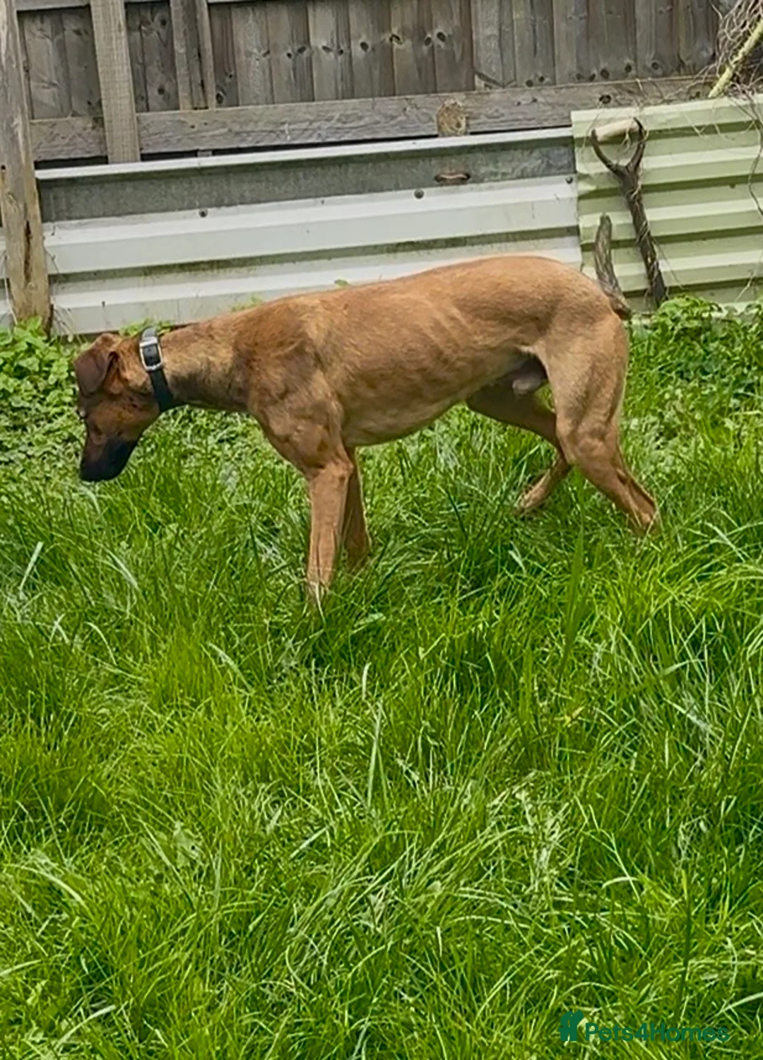 Lurcher dogs for sale: 11 month old lurcher male looking for new home  - Advert 3
