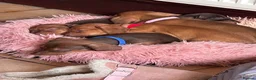 Dachshund dogs for sale: Mini daxi in Bridgend - Advert 11