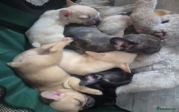 French Bulldog dogs for sale: Beautiful frenchie puppies looking to be homed  - Image 13