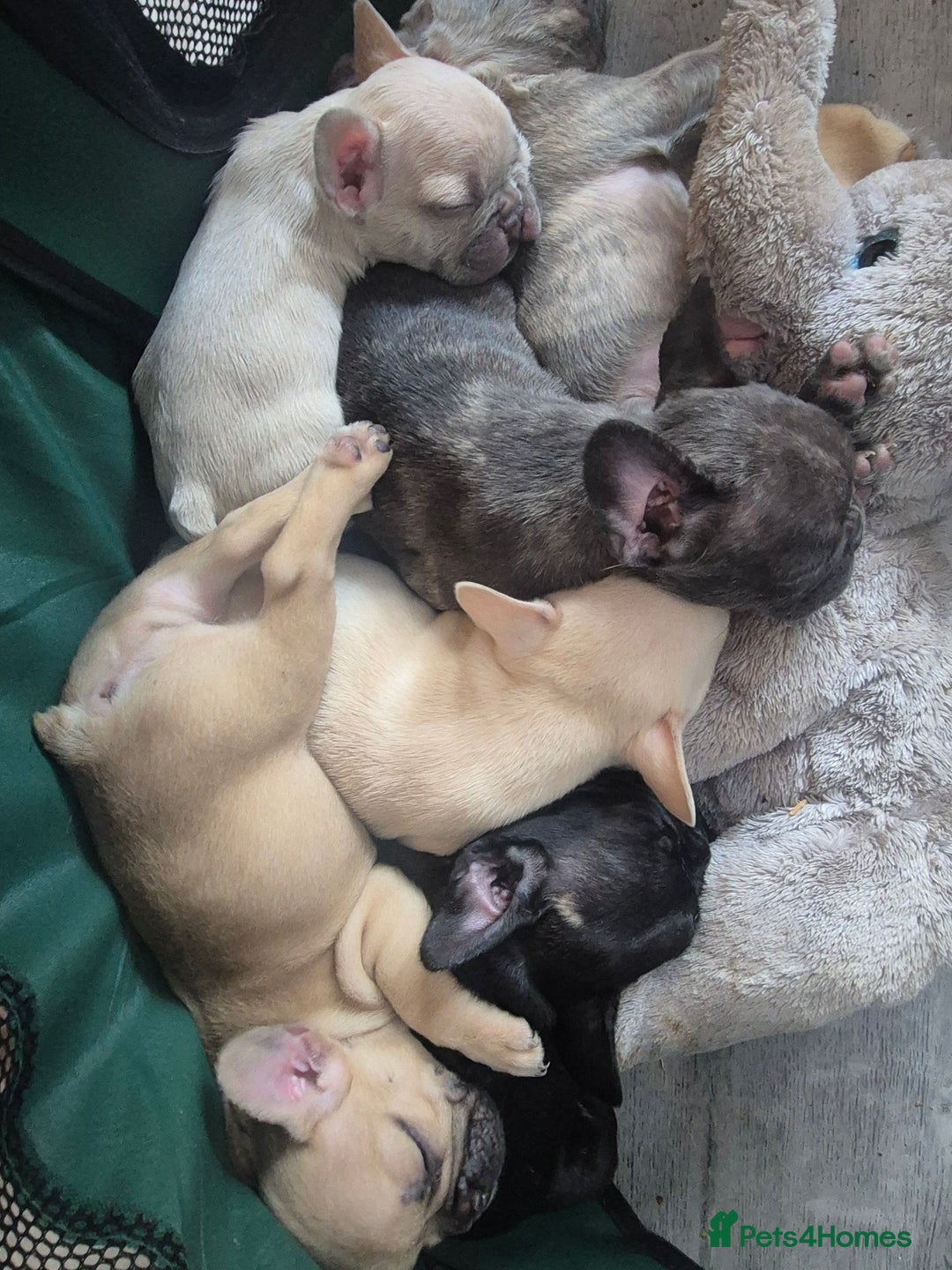 French Bulldog dogs for sale: Beautiful frenchie puppies looking to be homed  - Image 13