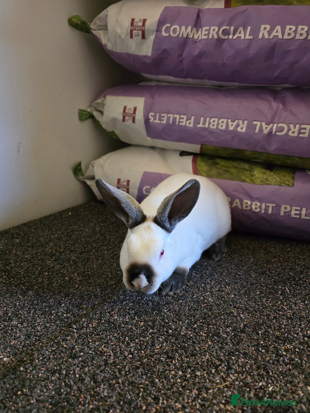 Rex rabbits for sale: ❤️Rex bunnies ready to leave❤️ - Advert 3