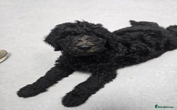 Goldendoodle dogs for sale: Ready Now ! F1B Standard Goldendoodle!  - Image 13