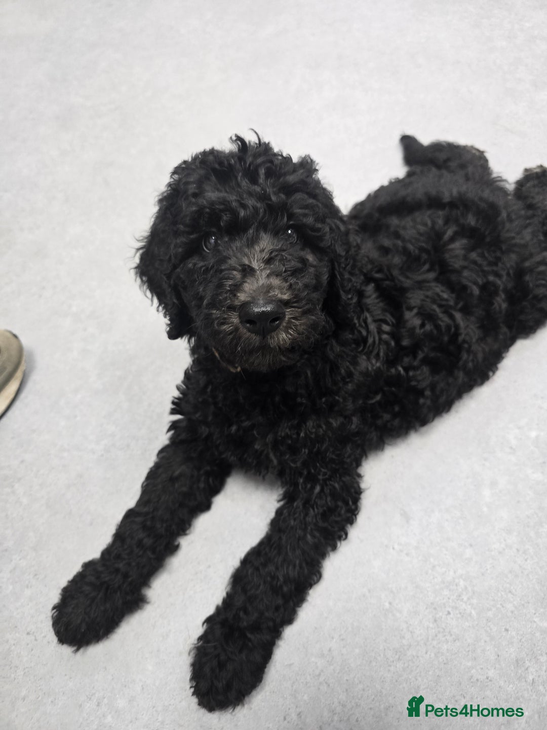 Goldendoodle dogs for sale: Ready Now ! F1B Standard Goldendoodle!  - Image 13