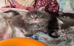 Maine Coon cats for sale: Gorgeous GCCF Maine Coons poss Active - Image 12