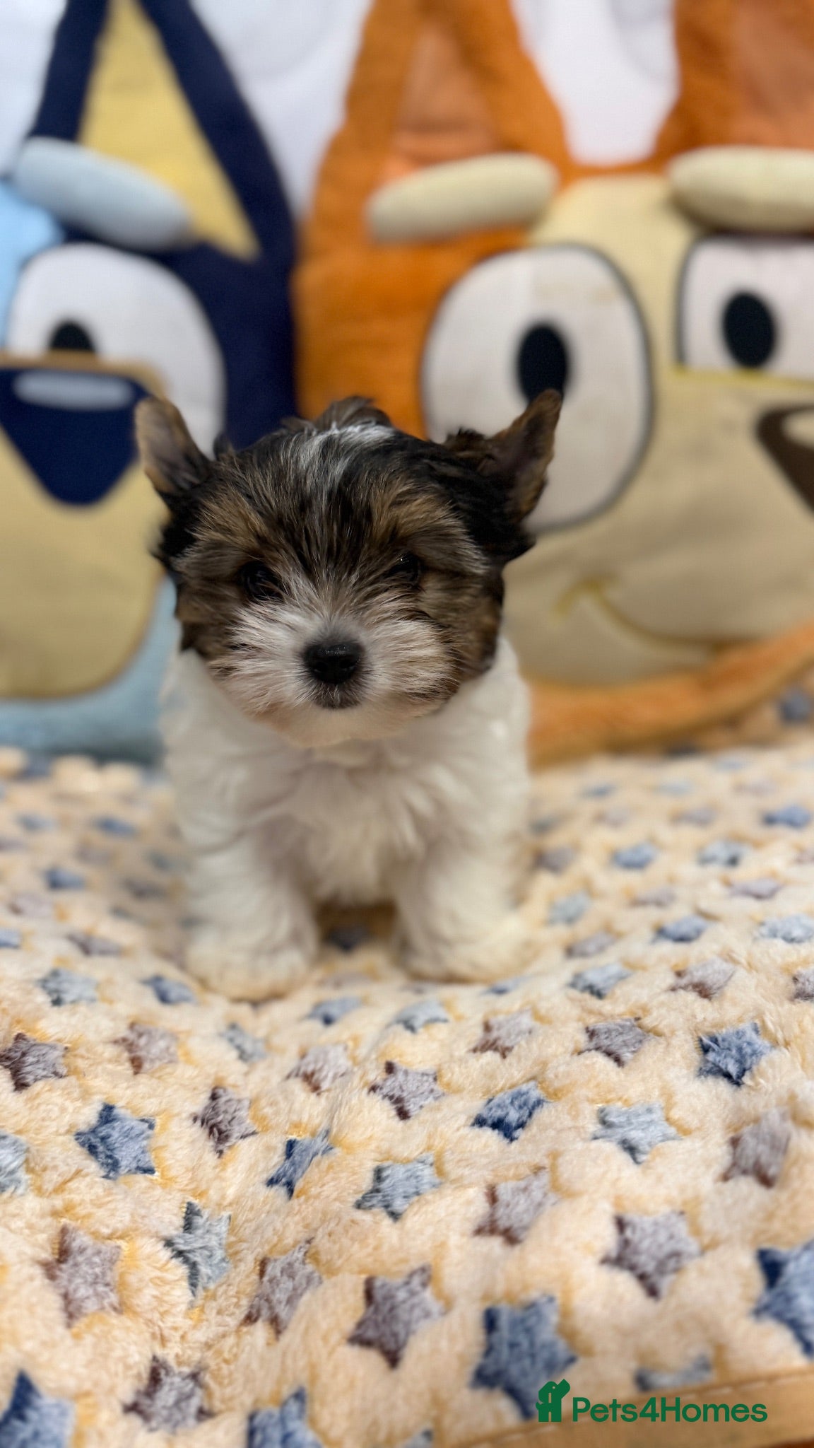 Biewer Terrier dogs Last miniature girl Biewer terrier - Advert 2